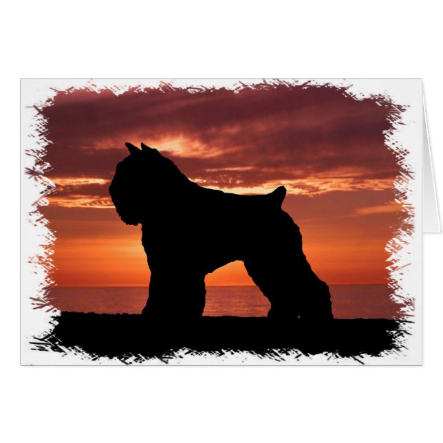 Bouvier des Flandres (Front Horizontal)