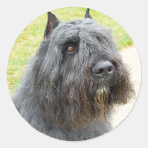 Bouvier des Flandres Classic Round Sticker