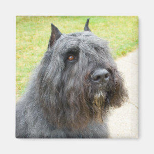 Bouvier des Flandres Magnet
