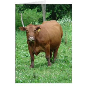 Bovine, All Occasion Blank Greeting Card