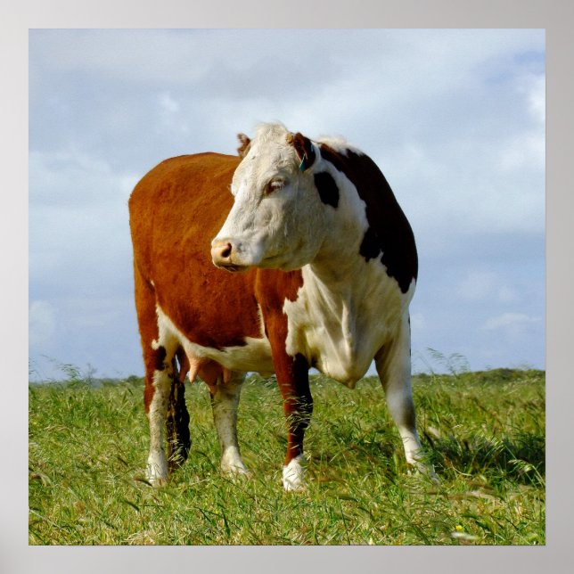 Bovine Beauty. Poster (Front)