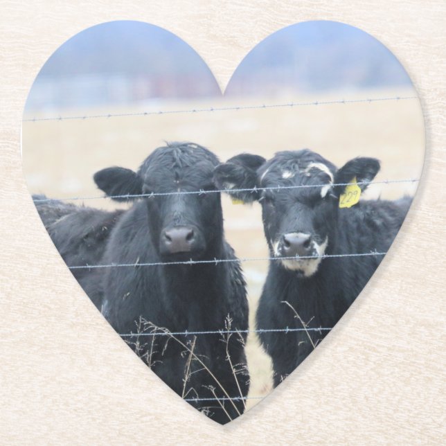 Bovine bystanders  paper coaster (Front)