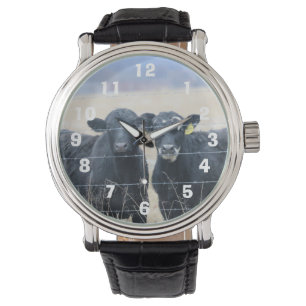 Bovine bystanders watch