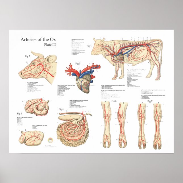 Bovine Cow Blood Vessels Anatomy Poster (Front)