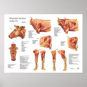 Bovine Cow Muscle Anatomy Poster