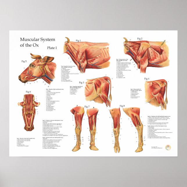 Bovine Cow Muscle Anatomy Poster (Front)