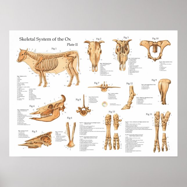 Bovine Cow Skeletal Anatomy Poster (Front)