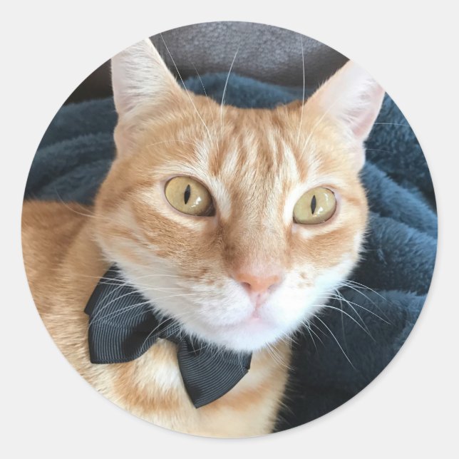 Bow tie cat classic round sticker (Front)