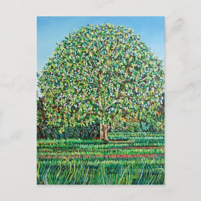 Bow Tree Spring Postcard (Front)
