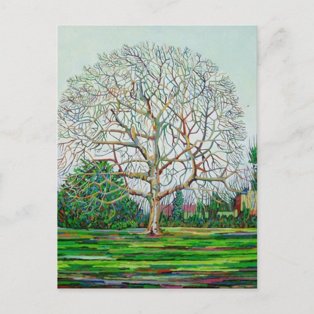 Bow Tree Winter Postcard (Front)