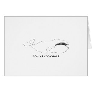 Bowhead Whale (line art illustration)