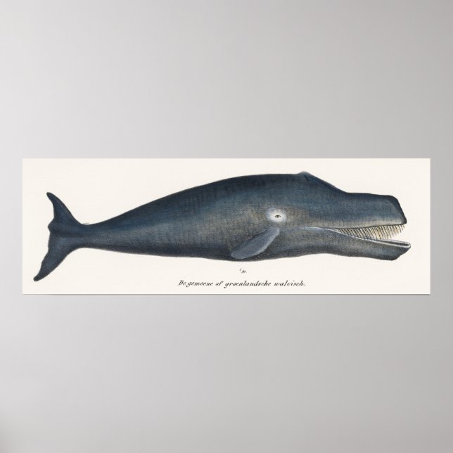 Bowhead Whale Lithograph Poster (Front)