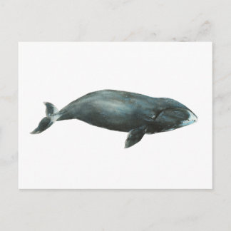 Bowhead Whale Watercolor illustration Postcard