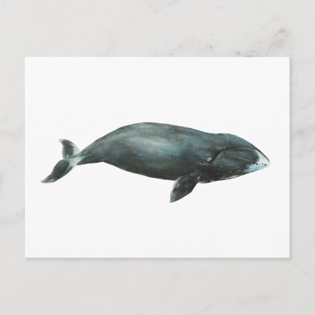 Bowhead Whale Watercolor illustration Postcard (Front)