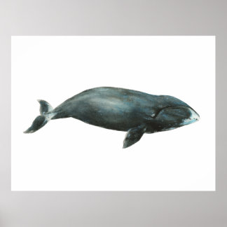 Bowhead Whale Watercolor illustration Poster