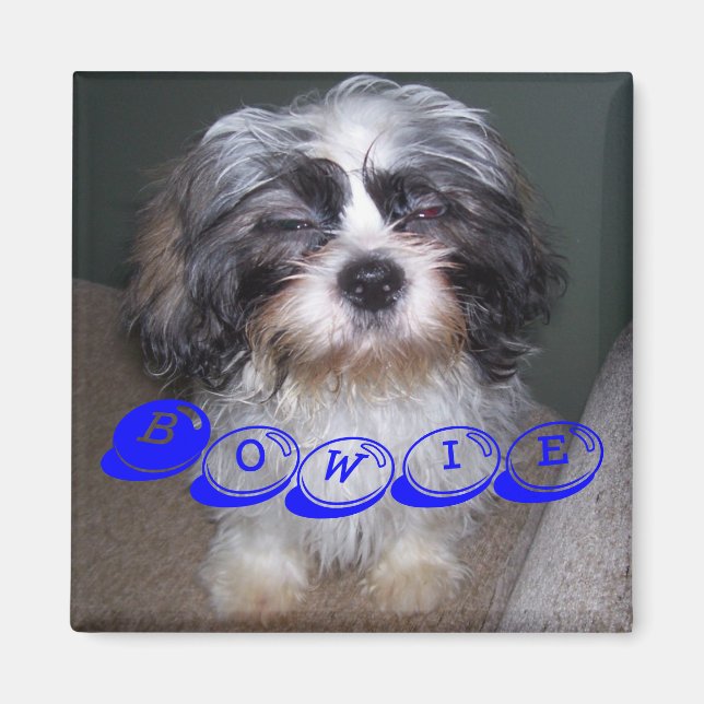 Bowie the Fuzzy Shih Tzu Puppy Dog Magnet (Front)