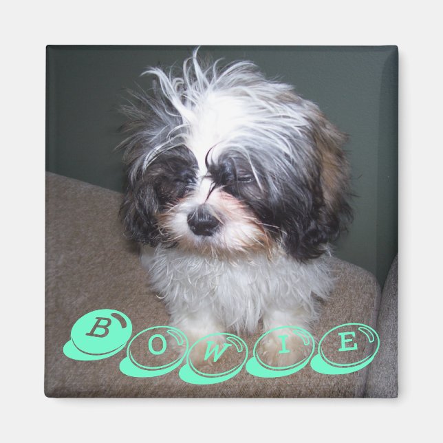 Bowie the Fuzzy Shih Tzu Puppy Dog Magnet (Front)