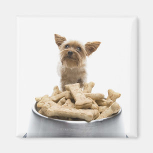 Bowl of dog treats by Yorkshire Terrier Magnet