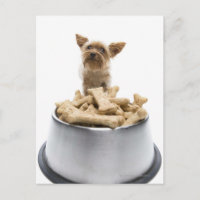 Bowl of dog treats by Yorkshire Terrier