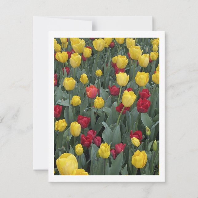 Bowral Tulip Festival -  Bowral NSW Australia Holiday Card (Front)