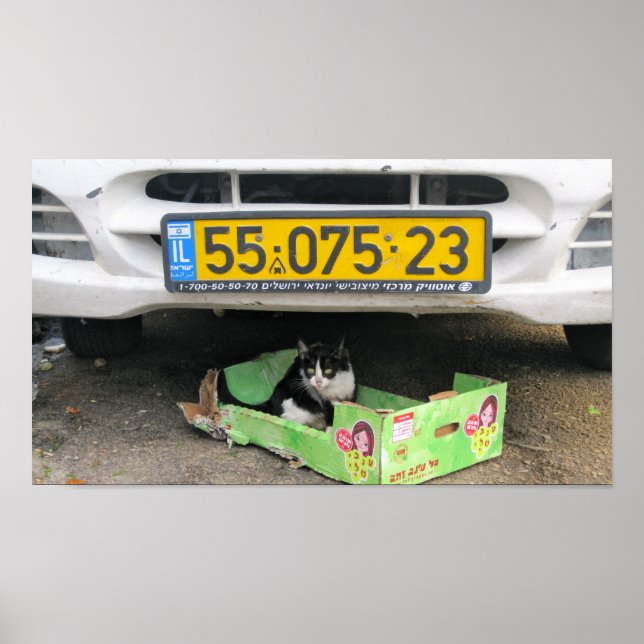 Box Cat 1 Poster (Front)