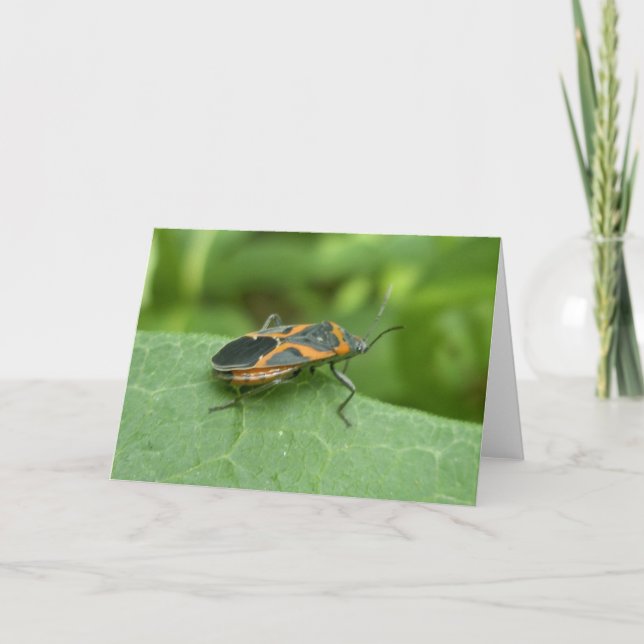 Box Elder Bug Coordinating Items Card (Front)