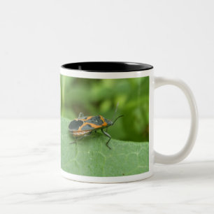 Box Elder Bug Coordinating Items Two-Tone Coffee Mug