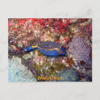 Box fish, Mauritius Postcard
