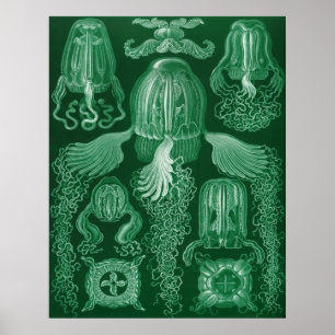 Box Jellyfish Poster