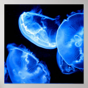 Box Jellyfish Poster