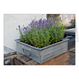 Box of Lavender in Flower Market