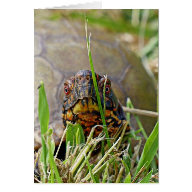 Box Turtle (Front)
