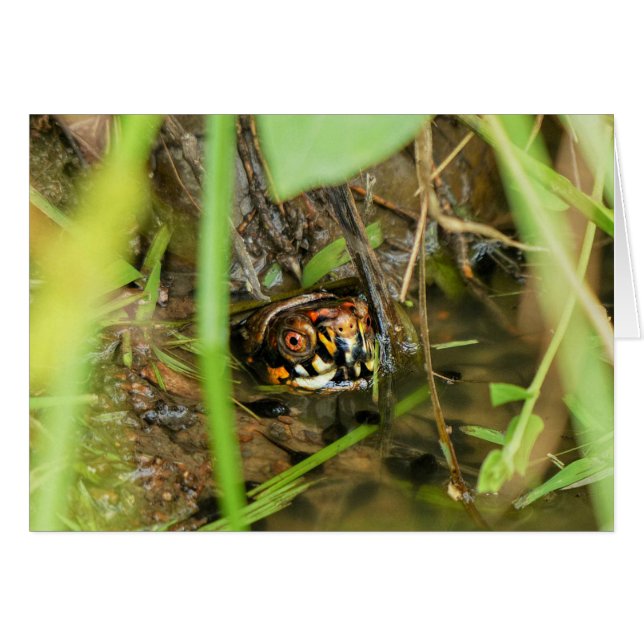Box Turtle and Tadpoles (Front Horizontal)