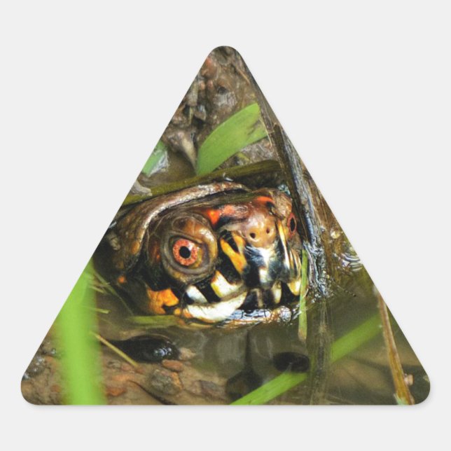 Box Turtle and Tadpoles Triangle Sticker (Front)