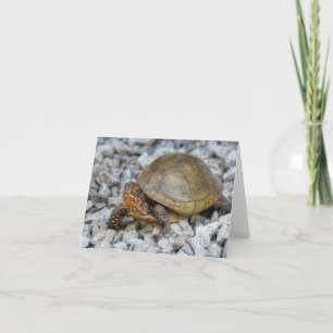 Box Turtle Card
