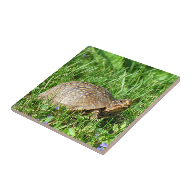 Box Turtle Ceramic Tile (Side)