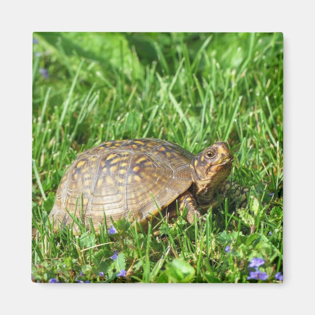 Box Turtle Magnet (Front)