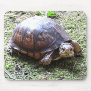 Box Turtle - Mossy Path Mouse Pad