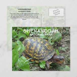 Box Turtle Munching Plantain, Shenandoah NP Postcard