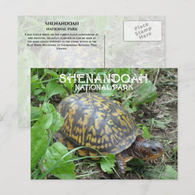 Box Turtle Munching Plantain, Shenandoah NP Postcard (Front/Back)