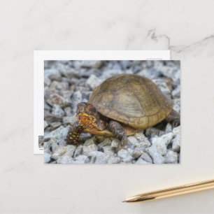Box Turtle  Postcard