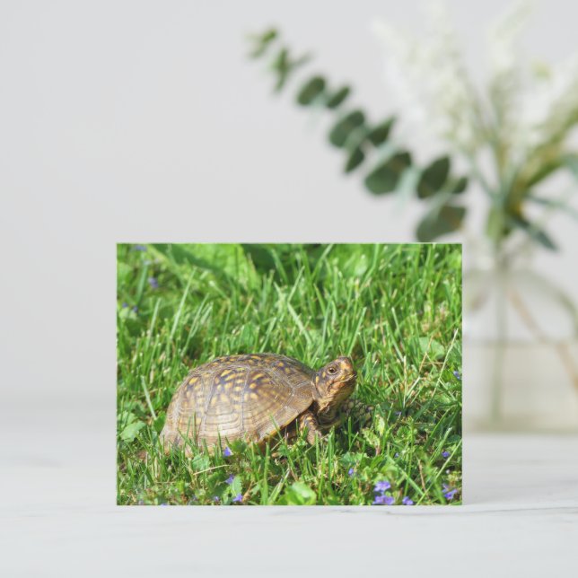 Box Turtle Postcard (Standing Front)