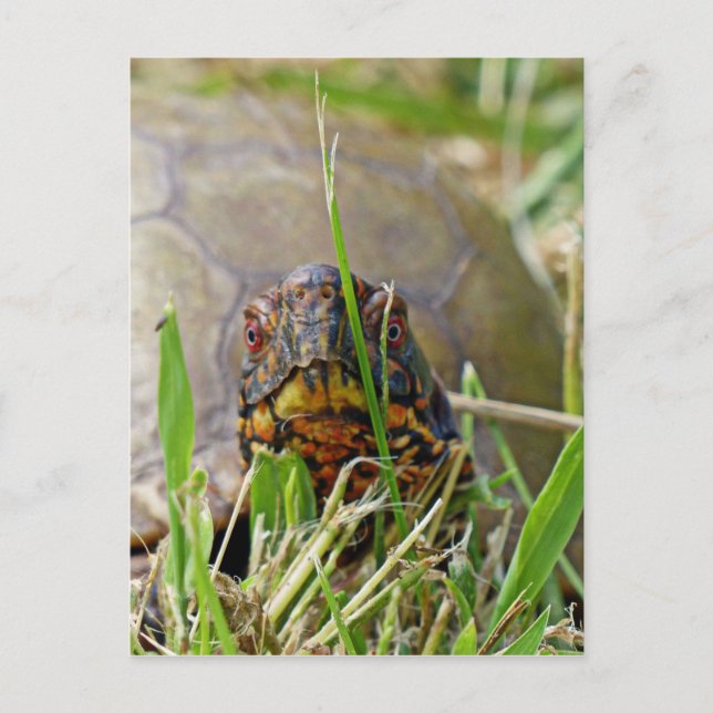 Box Turtle Postcard (Front)