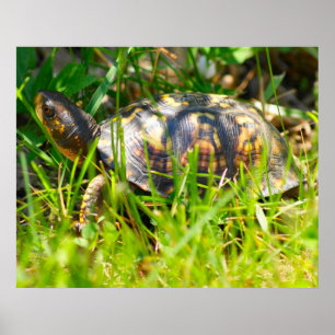 Box Turtle Print