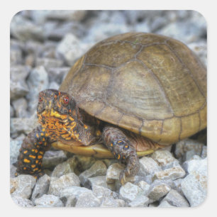 Box Turtle  Square Sticker