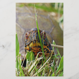 Box Turtle Stationery