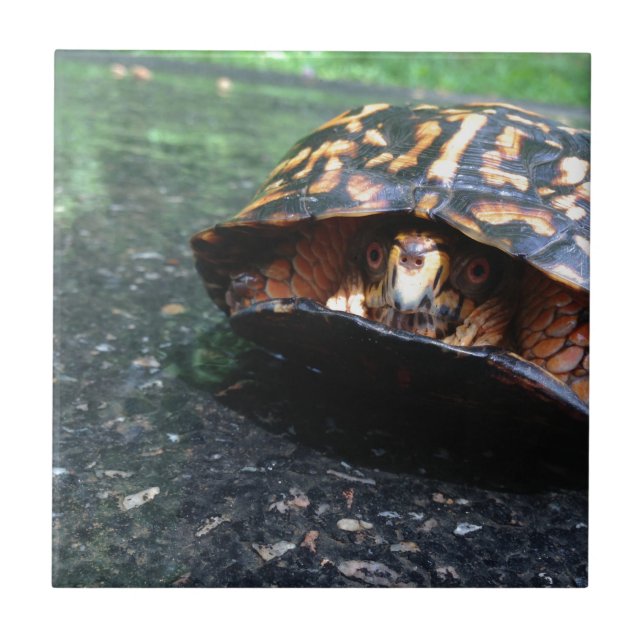 Box Turtle Tile (Front)