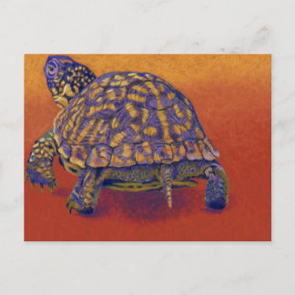 Box Turtle, tortoise Postcard