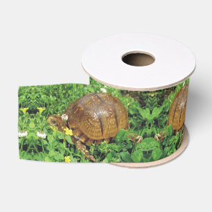 Box Turtles Summer Time Turtle Ribbon Grosgrain Ribbon