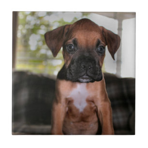 Boxer baby ceramic tile